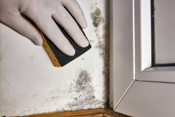 Best Water Damage & Mold Remediation  in Lla Lla East, WA